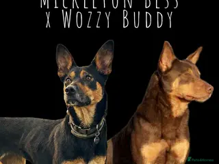 Australian Kelpie dogs Kelpie pups - Advert 1