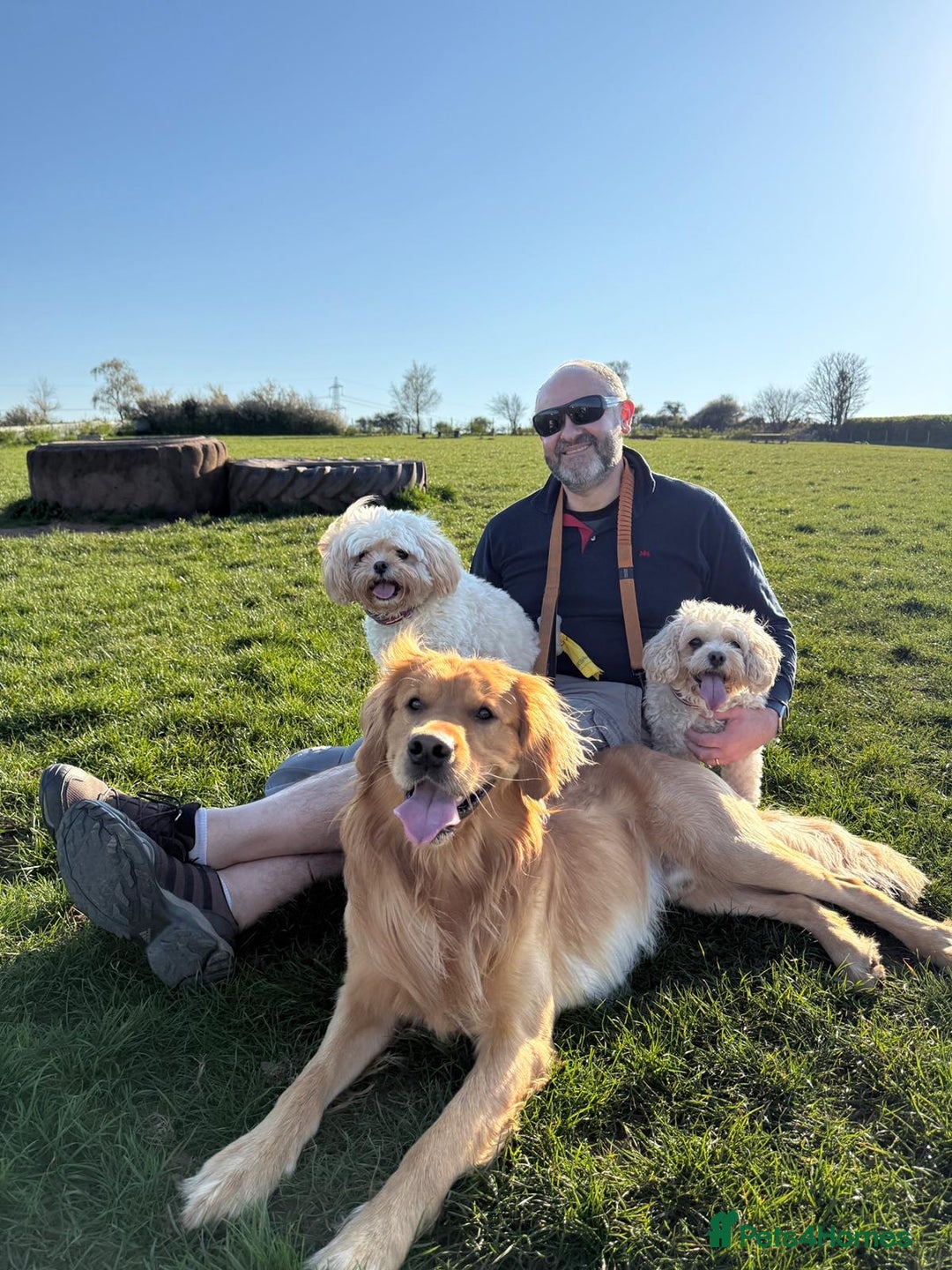 Golden Retriever dogs for stud: HANDSOME 2 YEAR OLD RED STUD - GOLDEN RETRIEVER  - Image 19