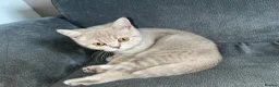 British Shorthair cats for sale: British short hair  - Advert 8