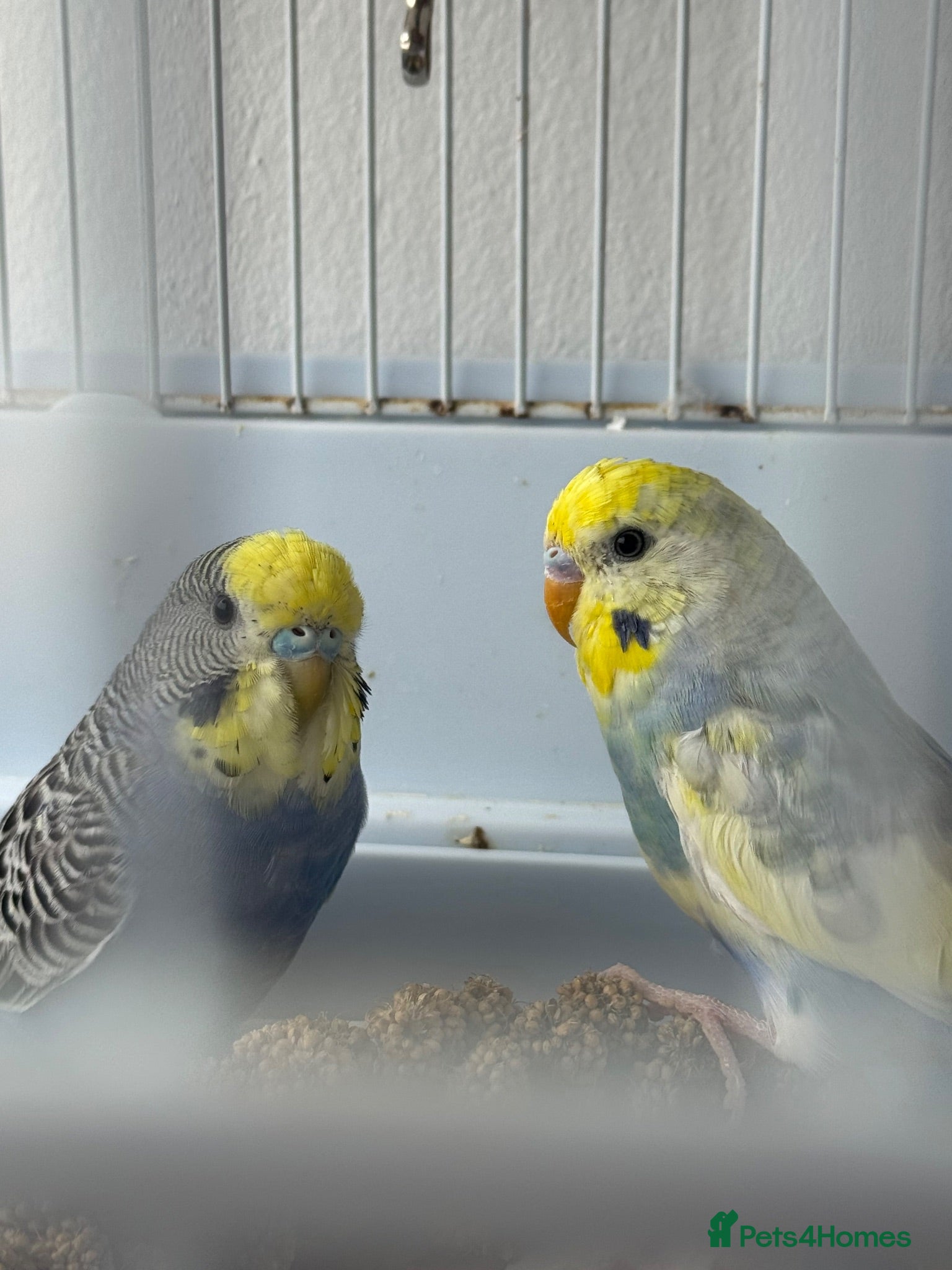 Budgerigars birds 2 beautiful budgies  - Advert 1