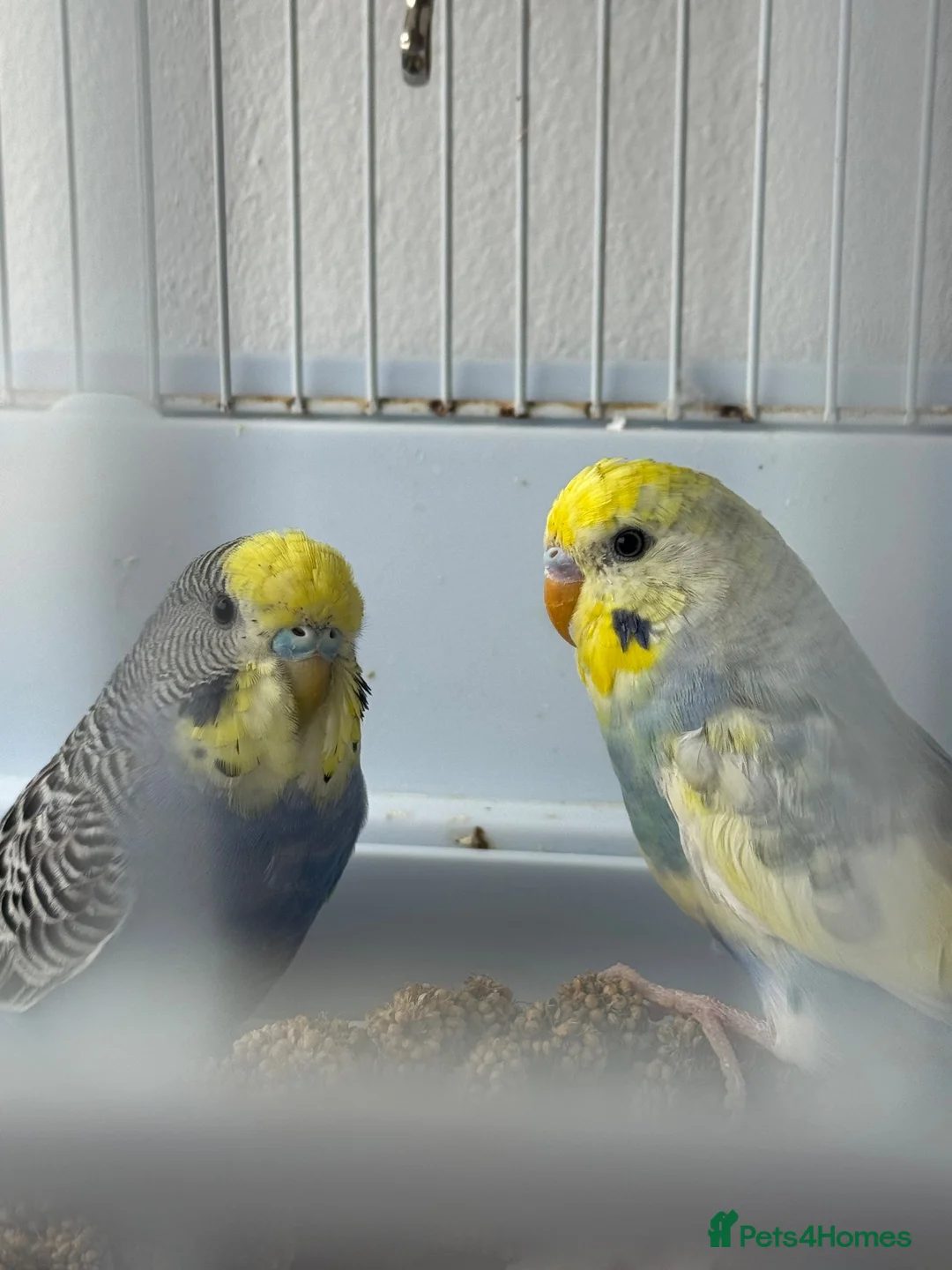 Budgerigars birds for sale: 2 beautiful budgies  in Wirral - Advert 1