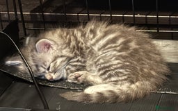 Persian cats for sale: Adorable fluffy Kittens ready for forever home - Image 3