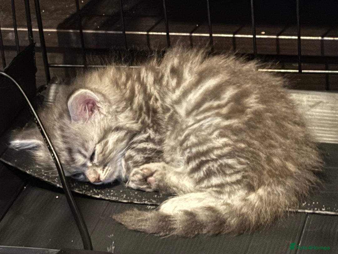 Persian cats for sale: Adorable fluffy Kittens ready for forever home - Image 3