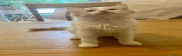 Norwegian Forest Cat cats for sale: Gorgeous Norwegian forest x kittens - Advert 9