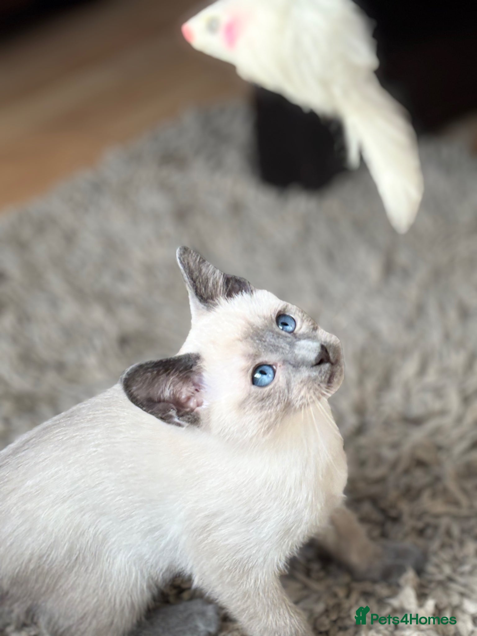 Siamese cats for sale: Stunning Siamese kittens  - Advert 10