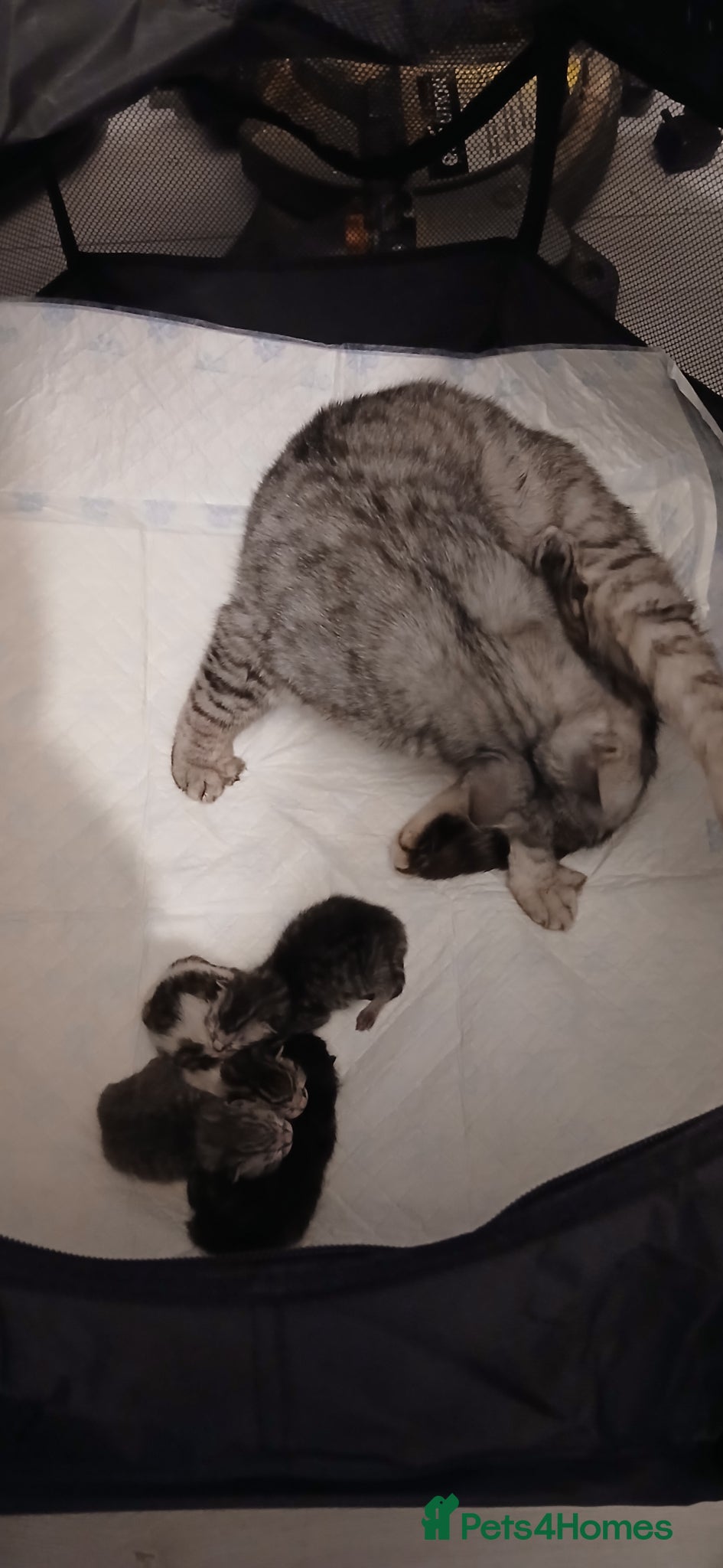 Bengal cats Bengal x Main Coon kittens - Advert 3