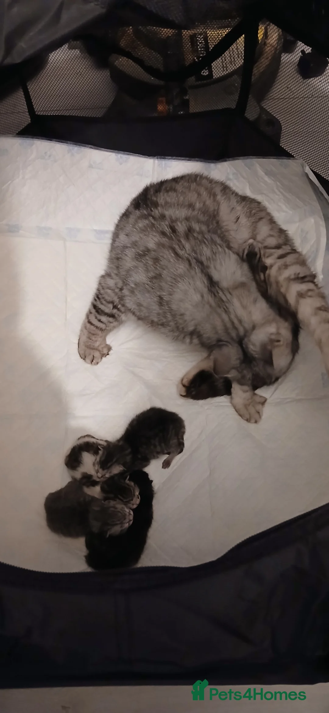 Bengal cats for sale: Bengal x Main Coon kittens - Advert 1