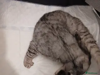 Bengal cats Bengal x Main Coon kittens - Advert 3