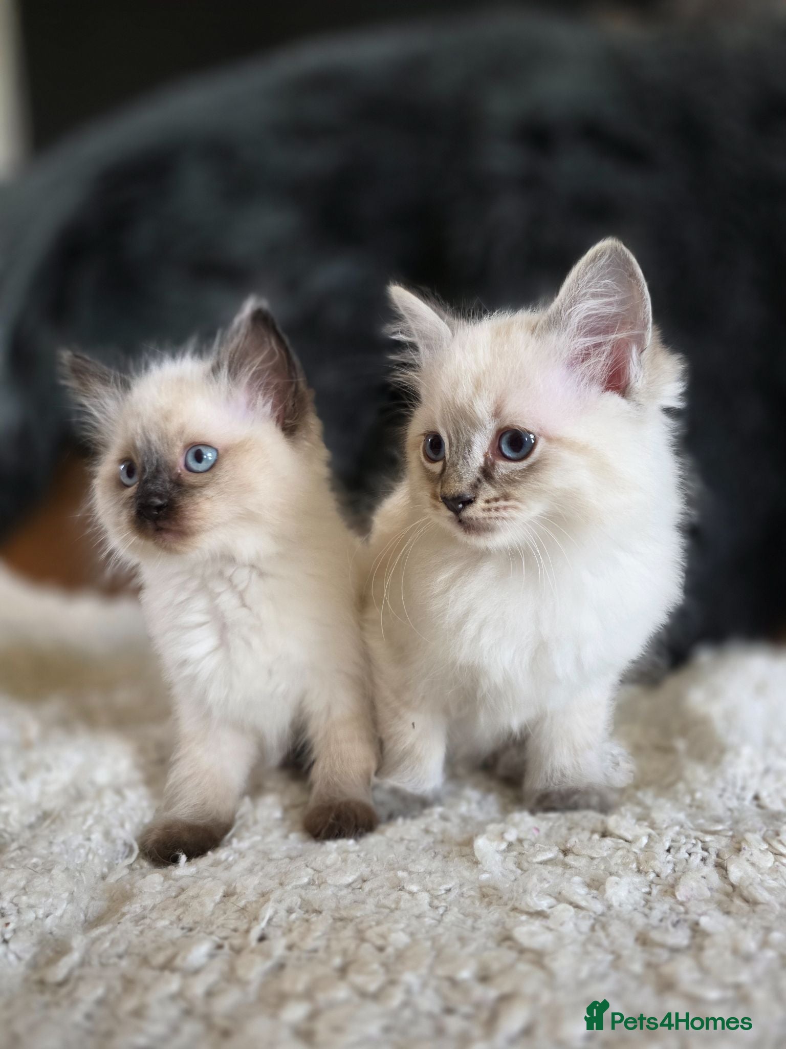 Ragdoll cats Beautiful Ragdol Kittens - ready now - Advert 1