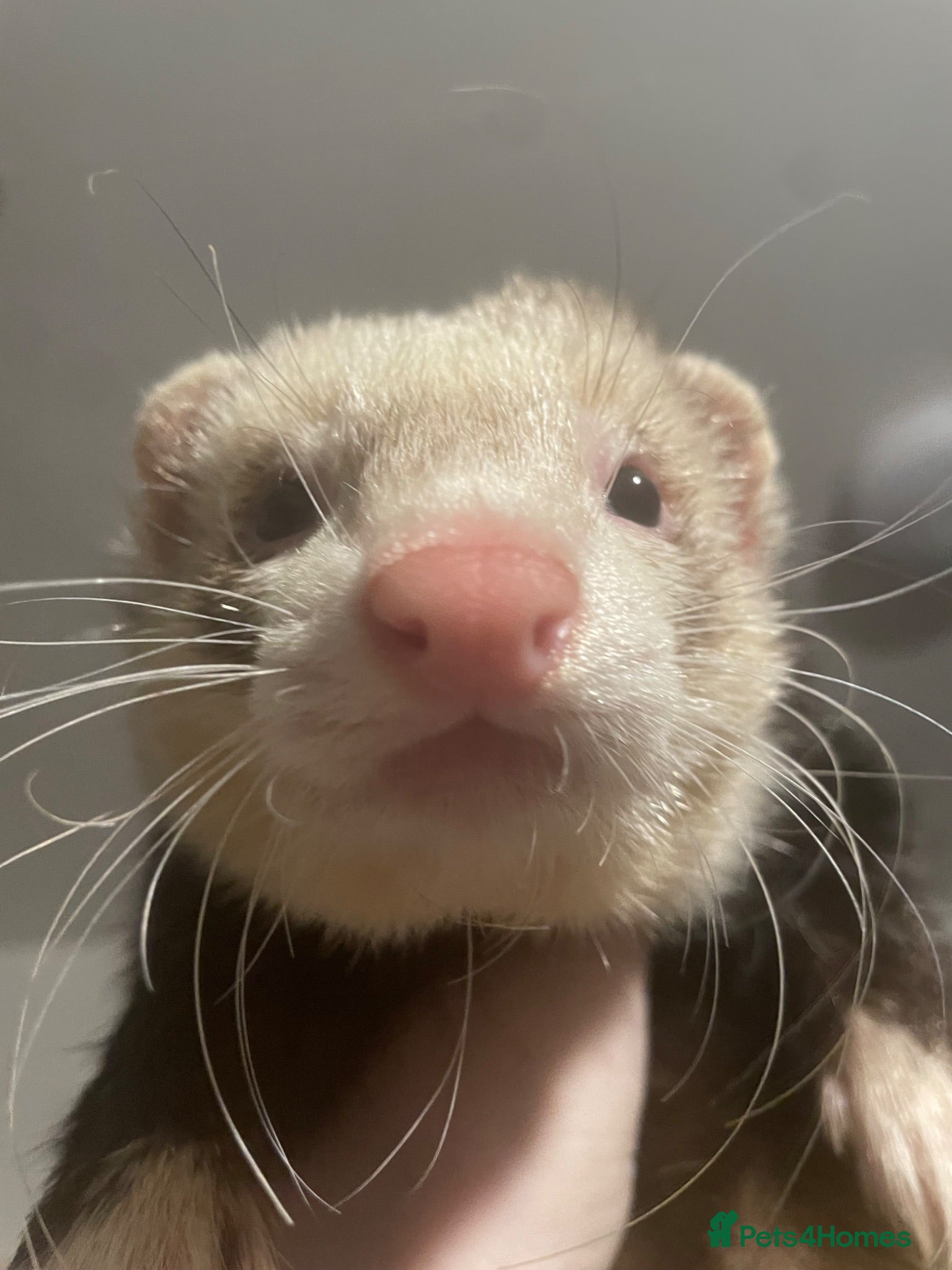 Ferret rodents Very cute hob ferret  - Advert 2
