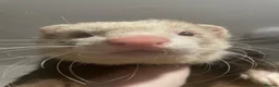 Ferret rodents for sale: Very cute hob ferret  in Bangor - Advert 1