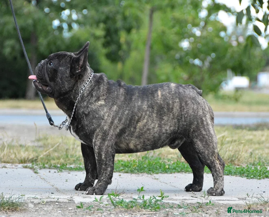 French Bulldog dogs for stud: FCI International Champion French Bulldog for Stud - Advert 23