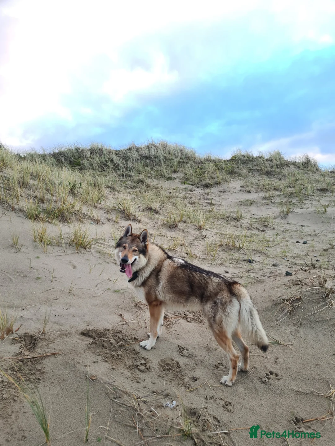 Saarloos Wolfdog dogs for stud: Stud Czechoslovakian wolfdog in Birmingham - Advert 10