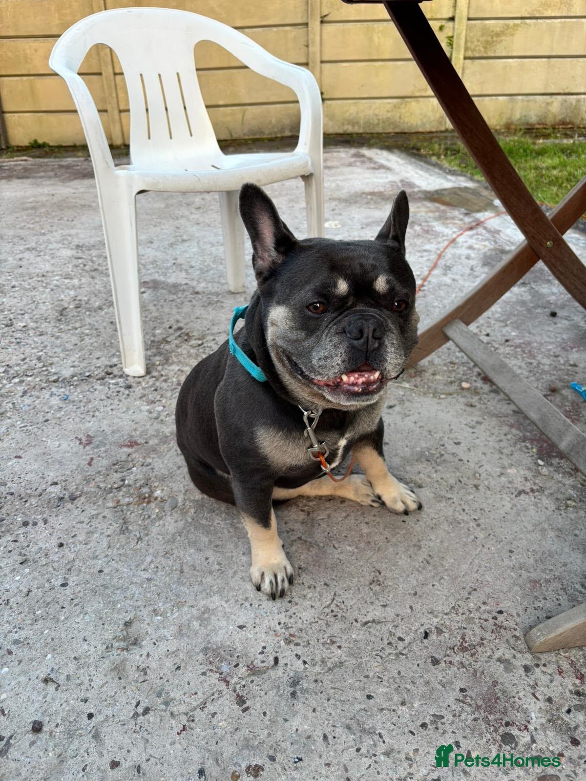 French Bulldog dogs 4 Year old male French Bulldog  - Advert 5