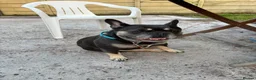 French Bulldog dogs for sale: 4 Year old male French Bulldog  in Stoke-on-Trent - Advert 4