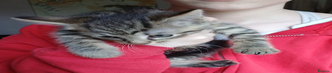 Mixed Breed Kitten 4