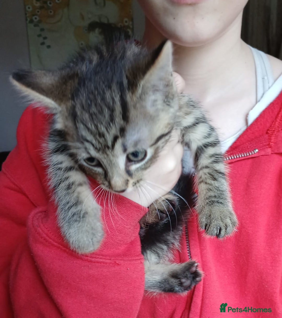 Mixed Breed cats for sale: 4 kittens 1 boy & 3 girls - Image 10