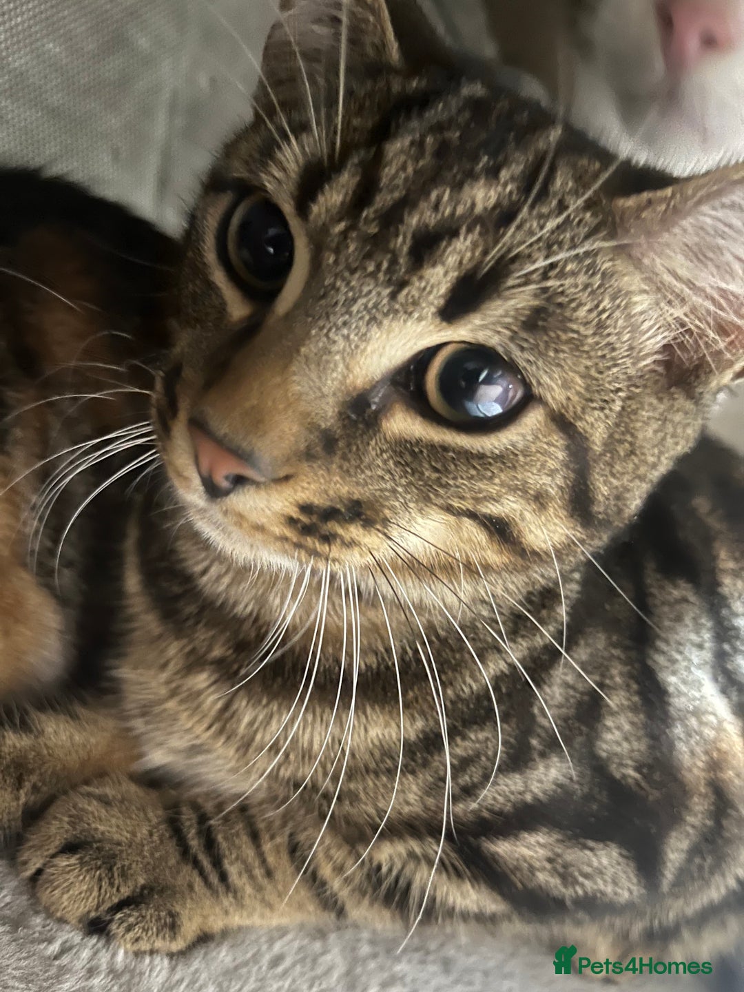 Mixed Breed cats for sale: 4 Handsome Male kittens 9week old - Advert 5