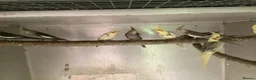 Cockatiels birds for sale: 2026 Young cockatiels  - Advert 15