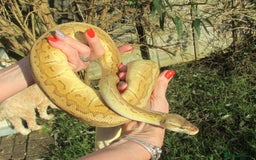 Python Snake reptiles for sale: Pinstripe Lesser Yellow Belly  pastel  - Image 1