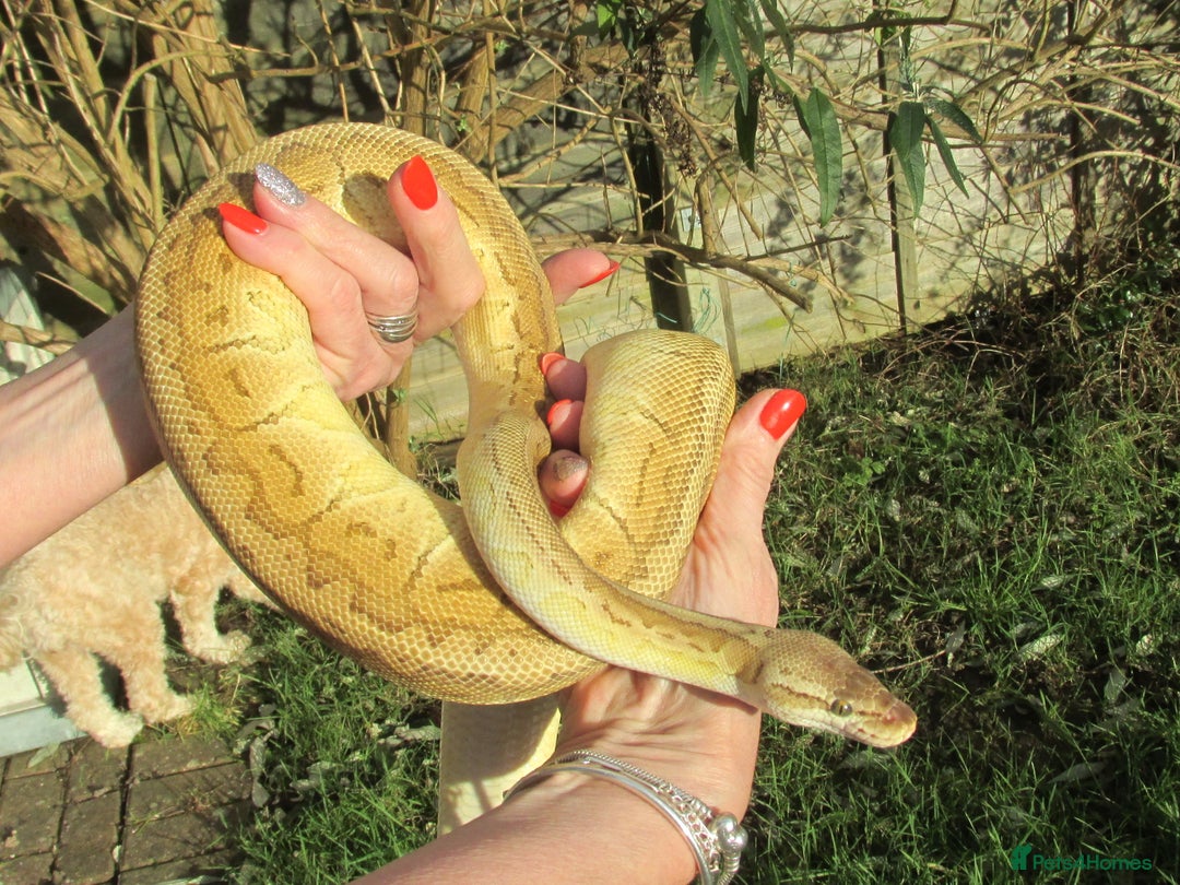 Python Snake reptiles for sale: Pinstripe Lesser Yellow Belly  pastel  - Image 1