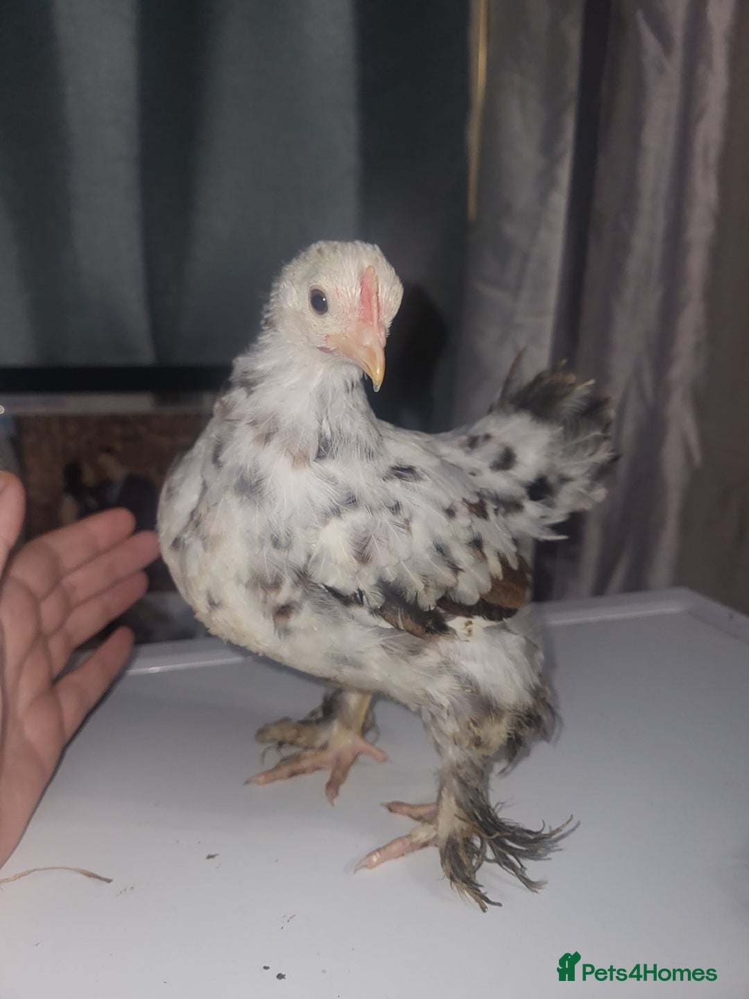 Chickens poultry for sale: Beautiful unsexed batam chickens - Advert 1