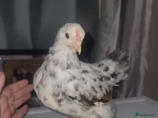 Chickens poultry Beautiful batam chickens - Advert 11