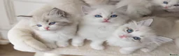 Ragdoll cats for sale: READY NOW Bicolour Lynx Ragdoll kittens - Advert 15