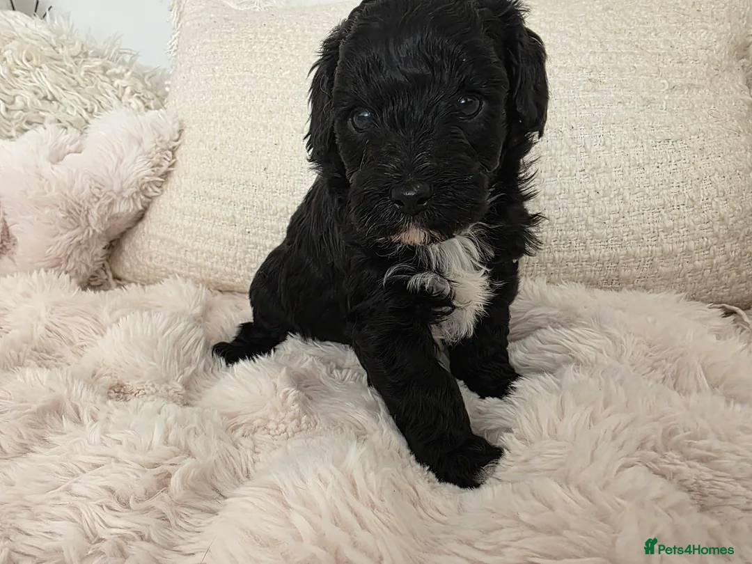 Cavapoo dogs for sale: 1 silver merle boy ready now  - Advert 14
