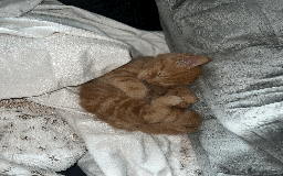 Domestic Shorthair cats for sale: Loving Home-Raised Kittens for Sale - Read Discrip - Image 12