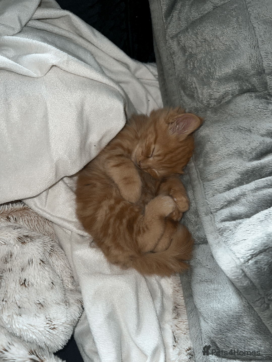 Domestic Shorthair cats for sale: Loving Home-Raised Kittens for Sale - Read Discrip - Image 12