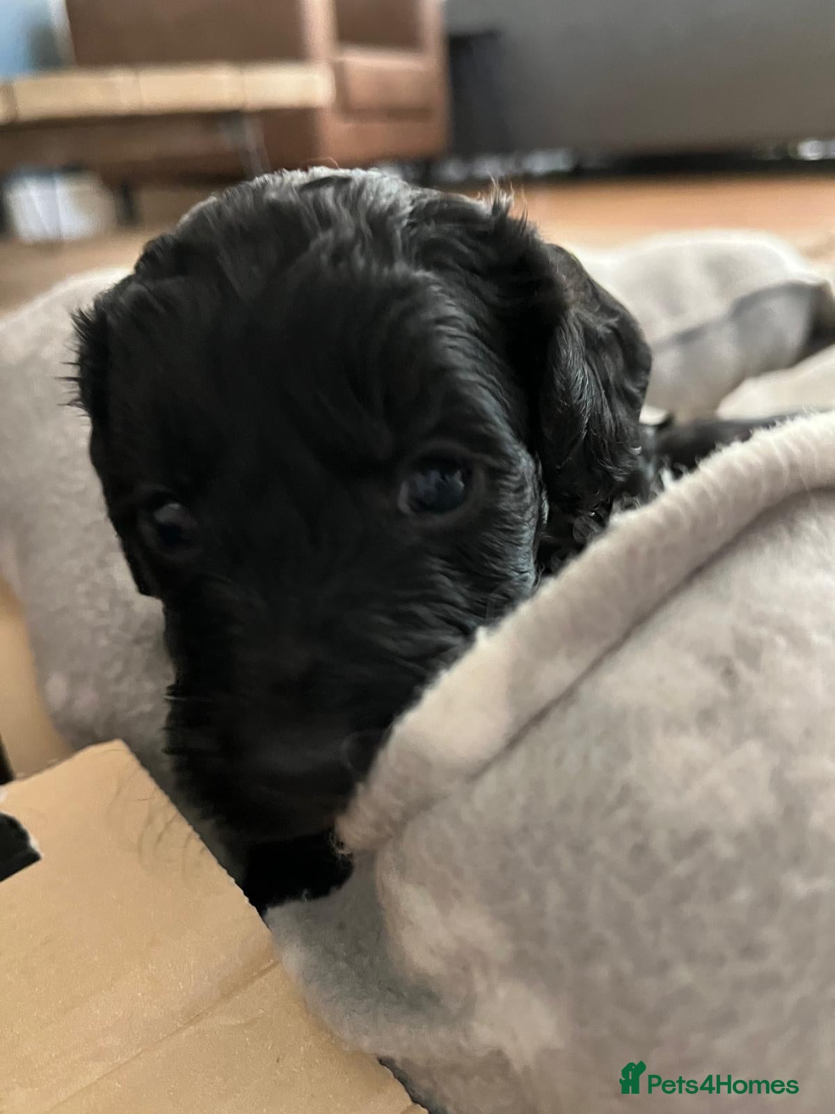 Cockapoo dogs Black Cockapoo pups with tiny white markings  - Advert 1