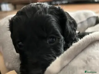 Cockapoo dogs Black Cockapoo pups with tiny white markings - Advert 1