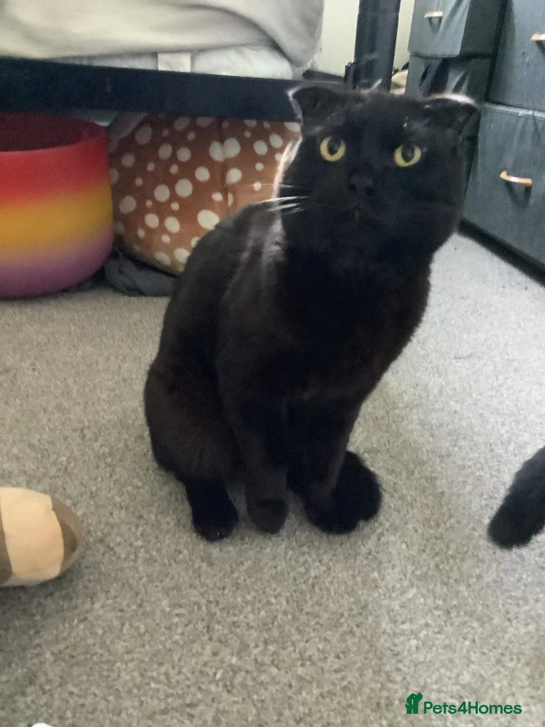 Scottish Fold cats for sale: Scottish fold British shorthair  - Advert 13