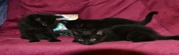 Mixed Breed cats for sale: Ragdoll Mixed Kittens - Advert 3