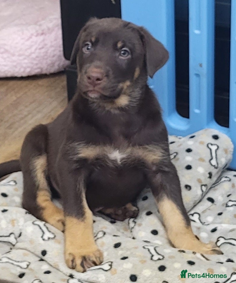Mixed Breed dogs Beautiful shepherd x doberman  - Advert 1