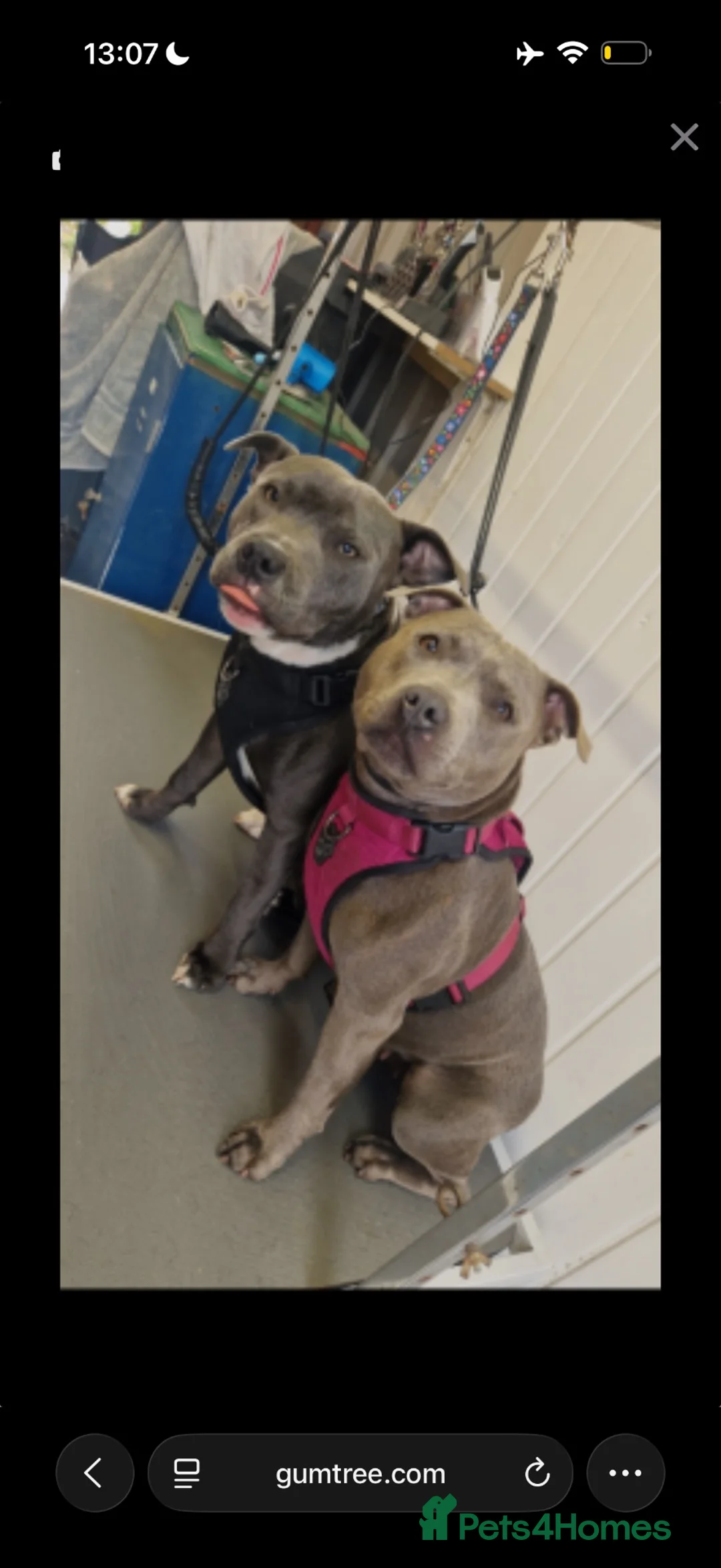 Staffordshire Bull Terrier dogs for sale: Staff puppies - Advert 2