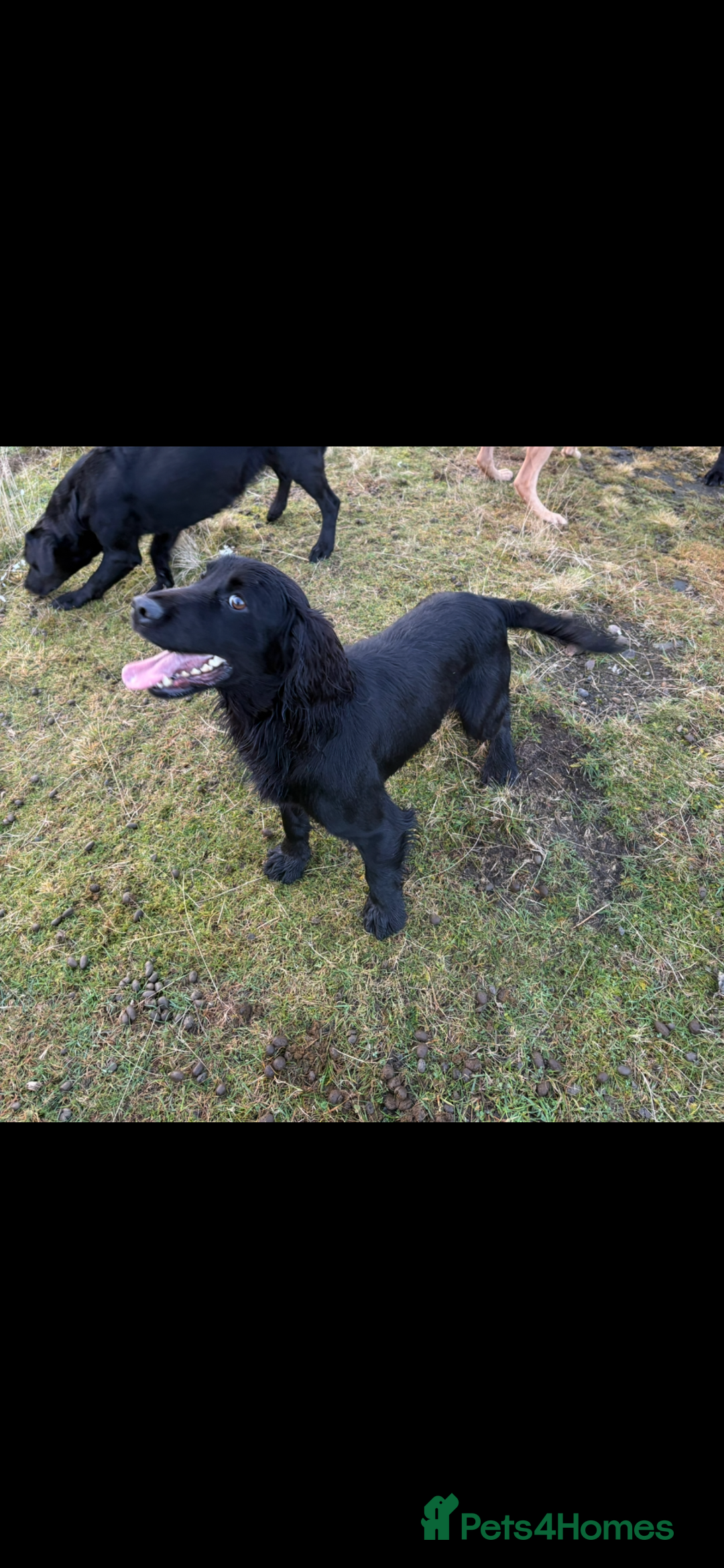 Cocker Spaniel dogs for sale: Kennel club registered cocker puppies - Advert 3