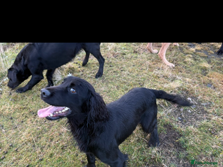 Cocker Spaniel dogs Kennel club registered cocker puppies - Advert 1