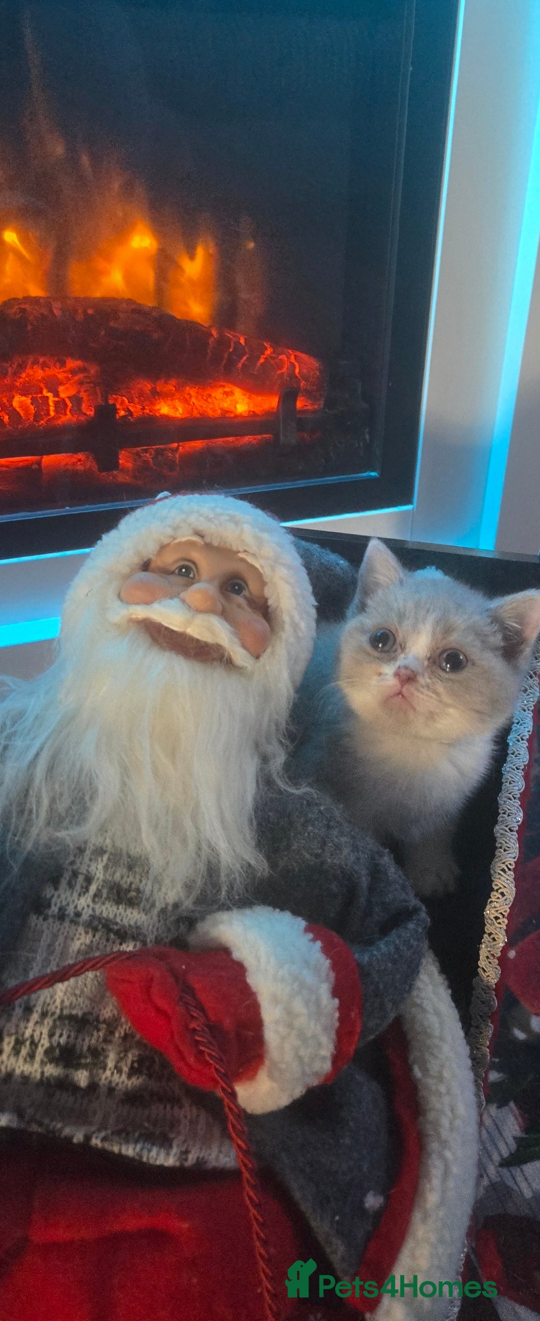 British Shorthair cats for sale: British shorthair kittens olny 1 girl ready now - Advert 5