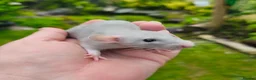 Rat rodents for sale: Beautiful blue and mink Dumbo rats - Advert 13