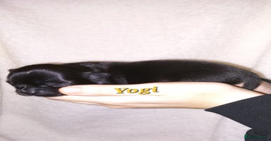 Chihuahua dogs ❤️‍🔥Dna tested parents❤️‍🔥Long-coat 2boys 2girls - Advert 10