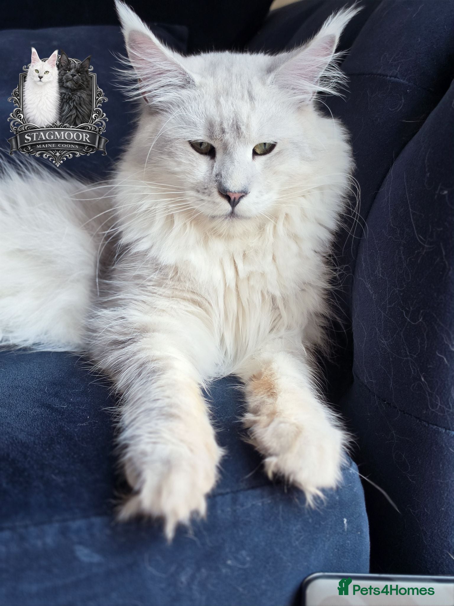 Maine Coon cats Black Silver Shaded Stud Imported from Bulgaria - Advert 1
