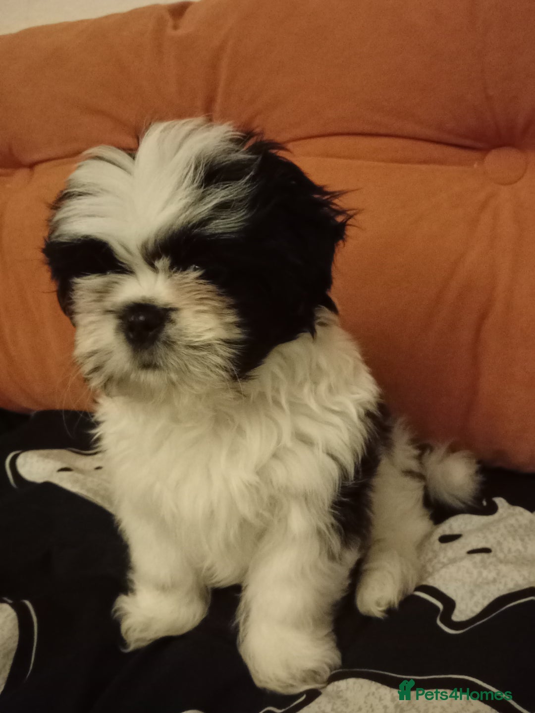 Shih Tzu dogs for sale: Beautiful Miniature Imperial Shih Tzu puppy  - Advert 3