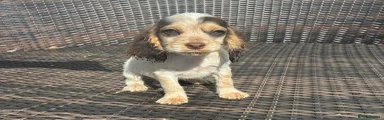 Cocker Spaniel Puppy 2