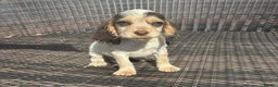 Cocker Spaniel dogs for sale: Kc Reg Show Type Cocker Spaniel Puppies Available  in Gillingham - Advert 6