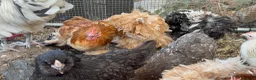 Chickens poultry for sale: Various chickens and ducks for sale - Advert 5