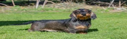 Dachshund dogs for sale: Working bred KC registered teckel puppies - Advert 9