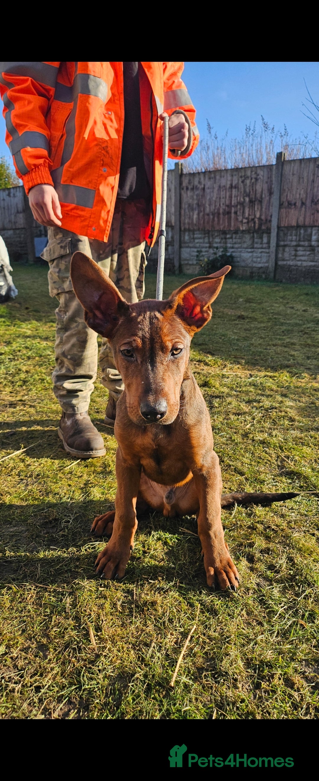 Chinese Red Dog dogs for sale: Chinese red dogs  - Advert 1