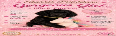 Standard Poodle 2
